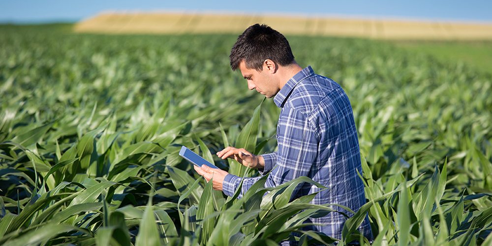 Online Tools for Corn Growers