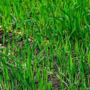 Premium Cereal Rye Grain Seed growing as a Cover Crop