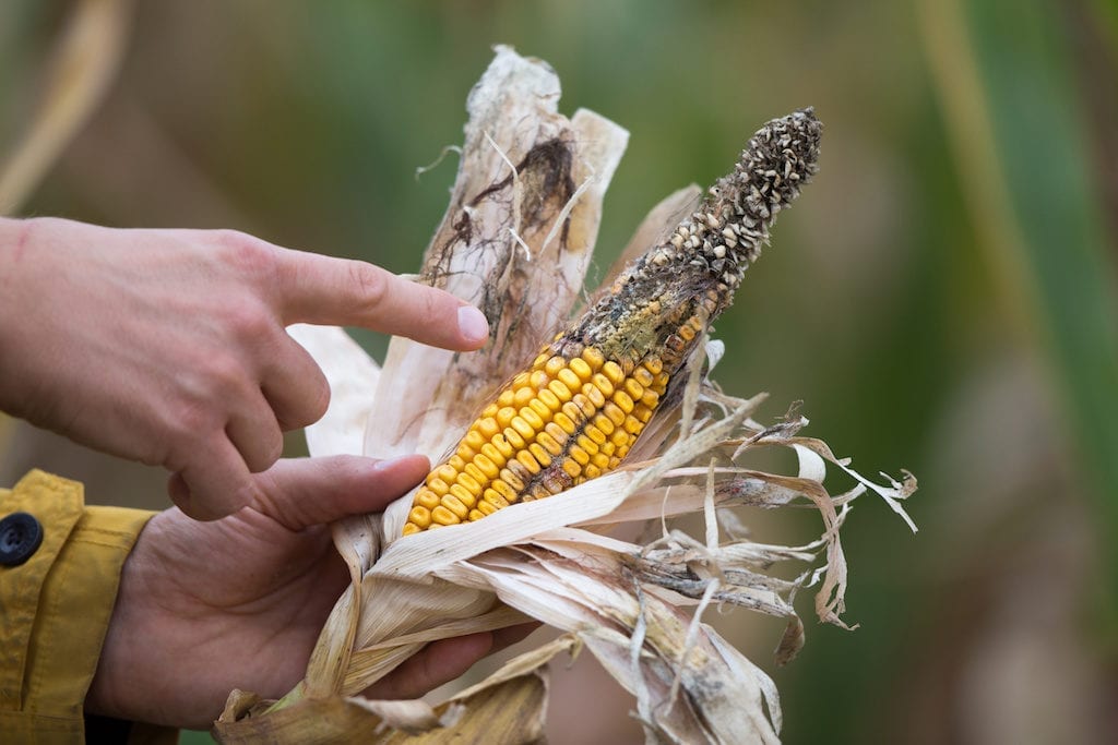 diseased corn seeds